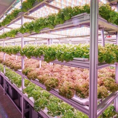 Γεωργείο δοχείου Reefer για φυλλώδη λαχανικά