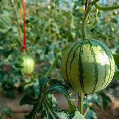 Καλλιέργεια ντομάτας Ηλιακό θερμοκήπιο με έλεγχο υγρασίας και έλεγχο θερμοκρασίας