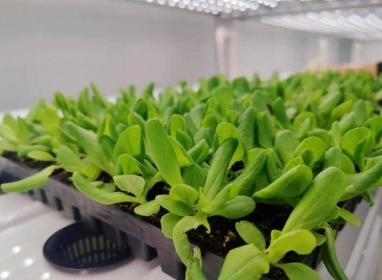 Χάλυβα δομή υδροπονικό δοχείο θερμοκήπιο με πολυδιάστατο κατακόρυφο σύστημα καλλιέργειας