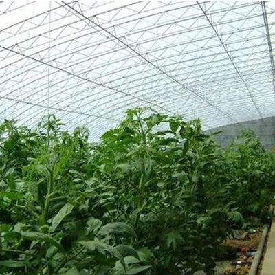 Τετραγωνικό μέτρο Εμπορική καλλιέργεια αγγουριού Ηλιακό φως Φιλοξενούμενη θερμοκηπίου λύση με παραγωγή