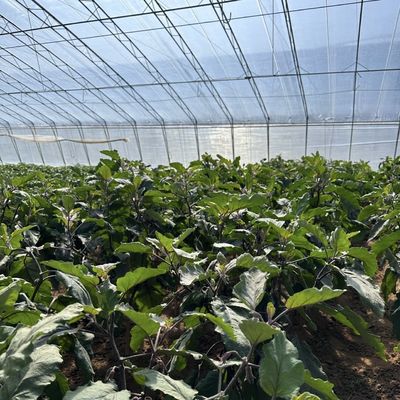 Τετραγωνικό μέτρο Εμπορική καλλιέργεια αγγουριού Ηλιακό φως Φιλοξενούμενη θερμοκηπίου λύση με παραγωγή