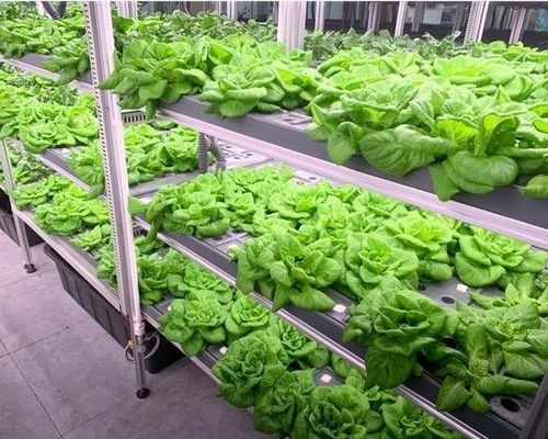 Χάλυβα δομή υδροπονικό σύστημα δοχείο θερμοκήπιο για κάθετη γεωργική λύση