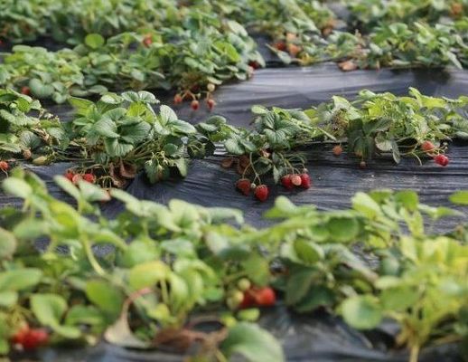 Εμπορικό φυτώριο ντομάτας Ηλιακό θερμοκήπιο για βέλτιστη παραγωγή καλλιεργειών