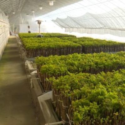 Τομάτα ηλιακό θερμοκήπιο βελτιστοποιημένο σύστημα άρδευσης με μονό διάστημα JX-SG-127