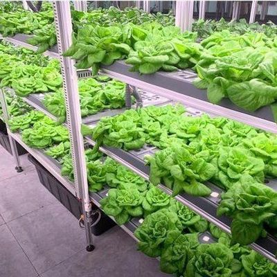 Εμπορική κατακόρυφη καλλιέργεια θερμοκήπιο δοχείο με υδροπονικό σύστημα