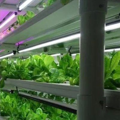 Εμπορική κατακόρυφη καλλιέργεια θερμοκήπιο δοχείο με υδροπονικό σύστημα
