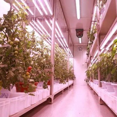 Εμπορική κατακόρυφη καλλιέργεια θερμοκήπιο δοχείο με υδροπονικό σύστημα