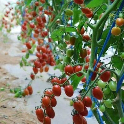 Προσωρινή θέρμανση Κλιματικά ελεγχόμενο θερμοκήπιο με ηλιακό φως για ντομάτες και αγγούρια
