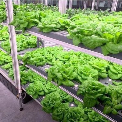Υδροπονικό σύστημα για τα λαχανικά θερμοκήπιο για κάθετη καλλιέργεια JX-CG-103