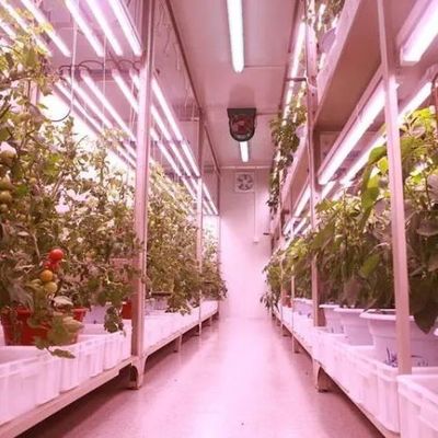 Υδροπονικό σύστημα για τα λαχανικά θερμοκήπιο για κάθετη καλλιέργεια JX-CG-103
