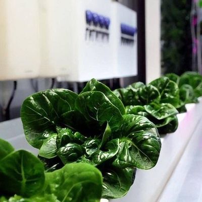 Υδροπονικό σύστημα για τα λαχανικά θερμοκήπιο για κάθετη καλλιέργεια JX-CG-103