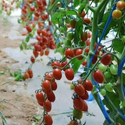 Χάλυβα δομή/Τείχος υγρασίας-ελεγχόμενο θερμοκήπιο ηλιακού φωτός για την καλλιέργεια λαχανικών