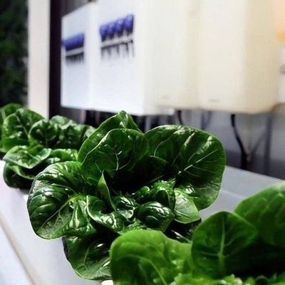 Πολυδιάστατο εμπορικό θερμοκήπιο για υδροπονική κατακόρυφη καλλιέργεια σε εμπορικό εμπορευματοκιβώτιο