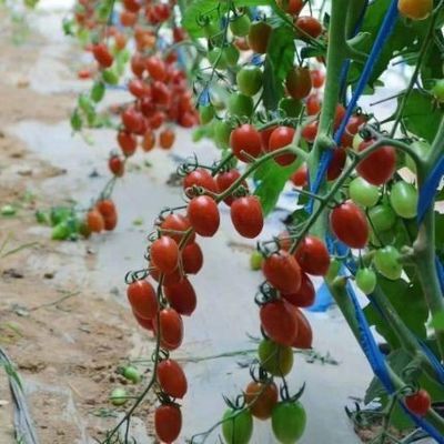 Κλινοστάσιο με αυξημένο ηλιακό φως για την καλλιέργεια ντομάτας διπλού στρώματος και κεκλιμένης οροφής