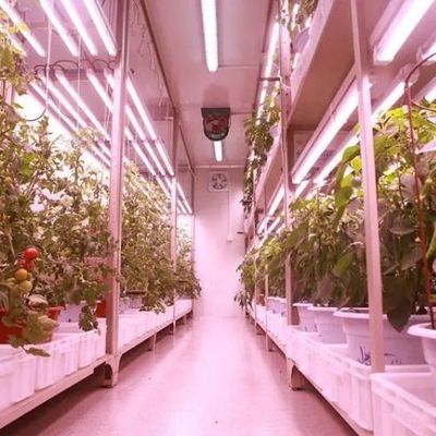 Διπλό στρώμα ατσάλινης κάλυψης κατακόρυφη γεωργική συσκευασία θερμοκήπιο για οικολογικά φιλικό σπίτι