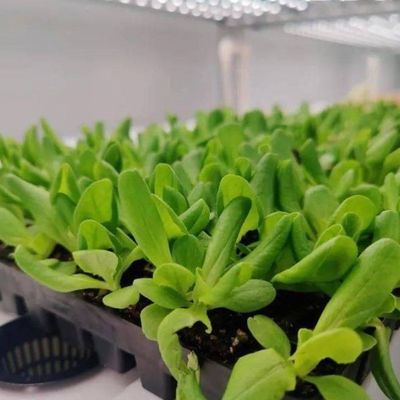 Διπλό στρώμα ατσάλινης κάλυψης κατακόρυφη γεωργική συσκευασία θερμοκήπιο για οικολογικά φιλικό σπίτι