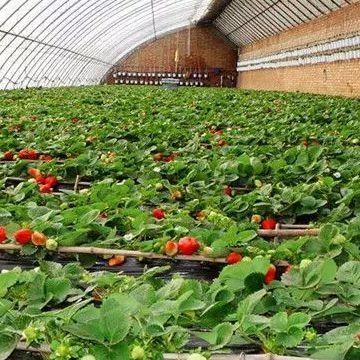 Διπλό στρώμα θερμοκηπίου για καλλιέργεια λαχανικών και προσωρινή παραγωγικότητα θέρμανσης