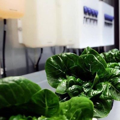 Βιότοπος υδροπονικής γεωργίας θερμοκήπιο σε 40HQ