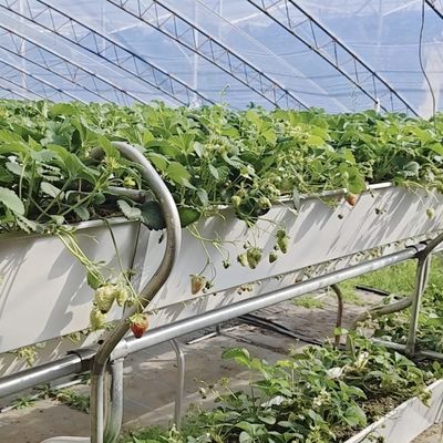 Εμπορικό θερμοκήπιο καλλιέργειας ντομάτας με ηλιακό φως με κόστος αποστολής και σχεδιασμό