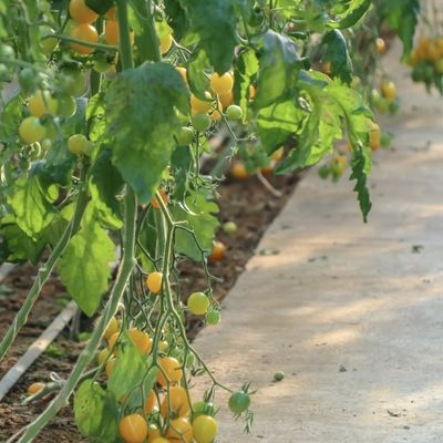 Πακέτο Ακαθάριστο βάρος 2000.000kg Ελαφρύ θερμοκήπιο ηλιακού φωτός για την καλλιέργεια λαχανικών
