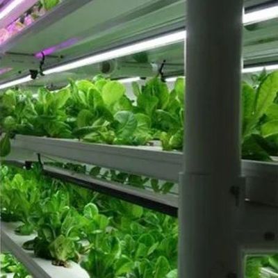 Βιότοπος θερμοκηπίου με υδροπονική καινοτομία σε αμερικανικό νόμισμα