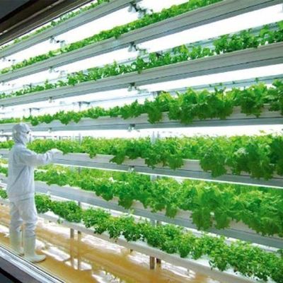 Υψηλής υγρασίας κάθετη γεωργία υδροπονική θερμοκήπιο για λαχανικά