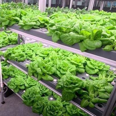 Υψηλής υγρασίας κάθετη γεωργία υδροπονική θερμοκήπιο για λαχανικά