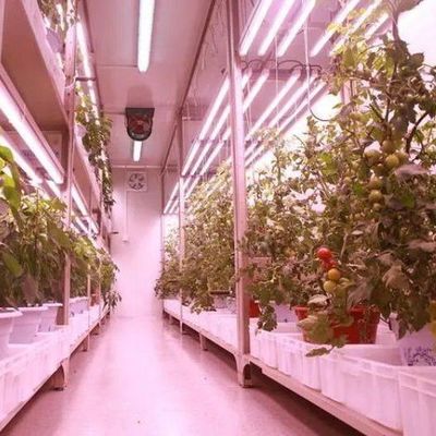 Εμπορικό θερμοκήπιο με υδροπονική καινοτομία