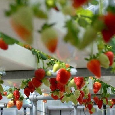 Χάλυβα Κάλυψη Υδροπονική κάθετη γεωργική κοντέινερ θερμοκήπιο με προηγμένη τεχνολογία