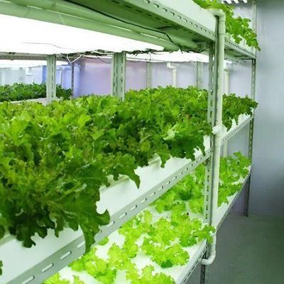 Χάλυβα Κάλυψη Υδροπονική κάθετη γεωργική κοντέινερ θερμοκήπιο με προηγμένη τεχνολογία