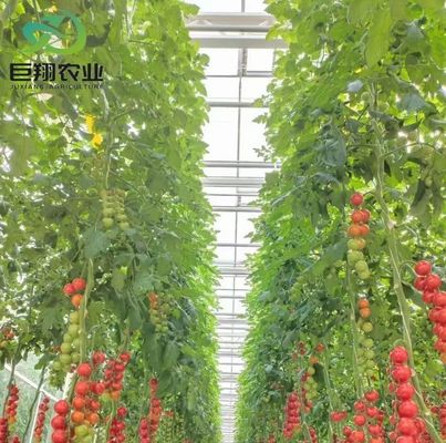 Χρηματοδότηση των ΗΠΑ Juxiang Agricultural Nft Hydroponics System Glass Greenhouse για τα λαχανικά