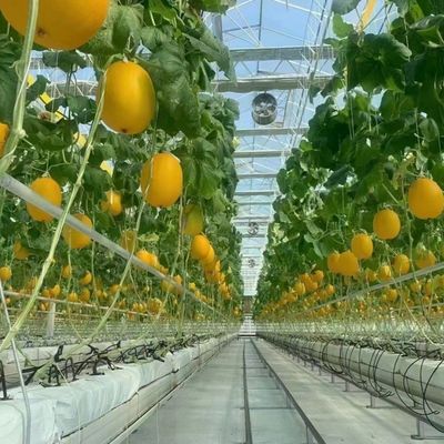 Υδροπονική καλλιέργεια λαχανικών Βενλο γυάλινο θερμοκήπιο με διπλό στρώμα και οροφή τύπου