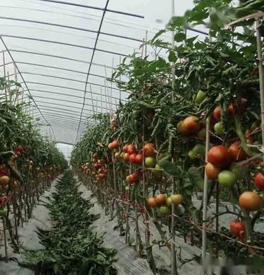 Πολυδιάστατο υδροπονικό σύστημα Juxiang θερμοκήπιο υγρασίας για λουλούδια Επιστροφή επιστροφών
