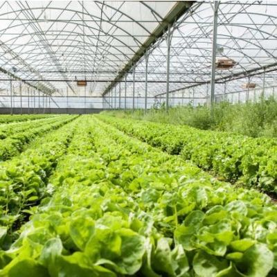 Πολυδιάστατο υδροπονικό σύστημα Juxiang θερμοκήπιο υγρασίας για λουλούδια Επιστροφή επιστροφών