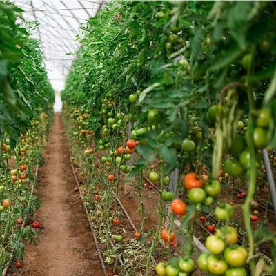 ΗΠΑ Χειροκηπίο υδροπονικής μονής αψίδα για την παραγωγή πιπεριού Πακέτο ακαθάριστου βάρους 2000.000kg