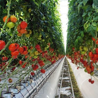 2000.000kg Συσκευή Ακαθάριστο βάρος Φιλμικό θερμοκηπίου για την καλλιέργεια λαχανικών