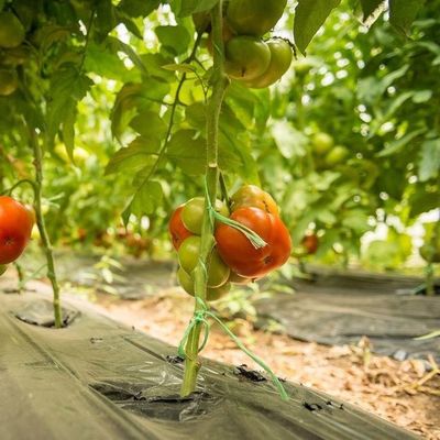 2000.000kg Συσκευή Ακαθάριστο βάρος Φιλμικό θερμοκηπίου για την καλλιέργεια λαχανικών
