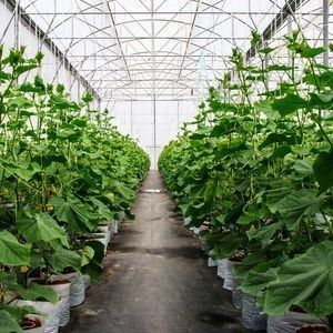 2000.000kg Συσκευή Ακαθάριστο βάρος Φιλμικό θερμοκηπίου για την καλλιέργεια λαχανικών