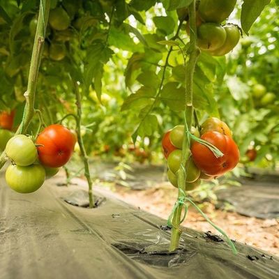 Προσωρινό θερμαντικό κεφαλωτό θερμοκήπιο για την καλλιέργεια τομάτας και αγγουριού