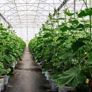 Υδροπονικό θερμοκήπιο με διπλό τόξο πιπεριού και λουλουδιών με σχήμα οροφής πολλαπλών εκτάσεων