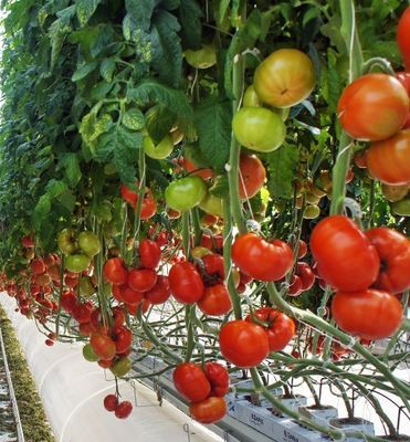 Υδροπονικό θερμοκήπιο με διπλό τόξο πιπεριού και λουλουδιών με σχήμα οροφής πολλαπλών εκτάσεων