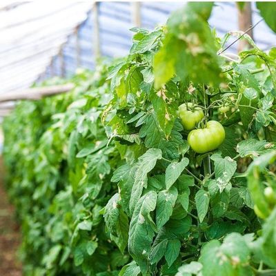 Υδροπονικό θερμοκήπιο με διπλό τόξο πιπεριού και λουλουδιών με σχήμα οροφής πολλαπλών εκτάσεων