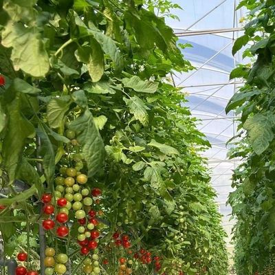 Φυτώριο γυαλιού πολλαπλής διάστασης Venlo με κόστος αποστολής και εκτιμώμενο χρόνο παράδοσης