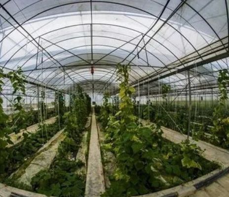 2000.000kg Συσκευή Ακαθάριστο βάρος Ενιαίο υδροπονικό σύστημα για θερμοκήπια διπλής καμπύλης