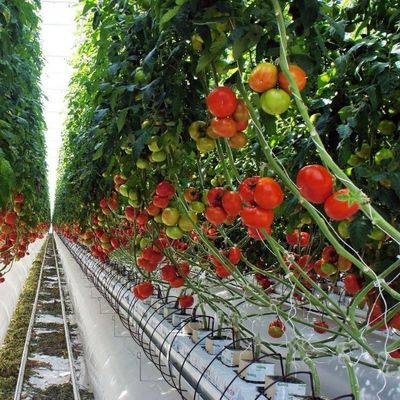 2000.000kg Συσκευή Ακαθάριστο βάρος Ενιαίο υδροπονικό σύστημα για θερμοκήπια διπλής καμπύλης