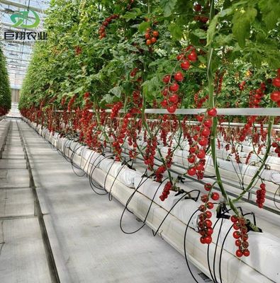 Δύο στρώματα θερμοκηπίου για την καλλιέργεια ντομάτας 20GP Πακέτο Μέγεθος 12,09cm * 2,35cm * 2,39cm