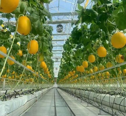 Δύο στρώματα θερμοκηπίου για την καλλιέργεια ντομάτας 20GP Πακέτο Μέγεθος 12,09cm * 2,35cm * 2,39cm