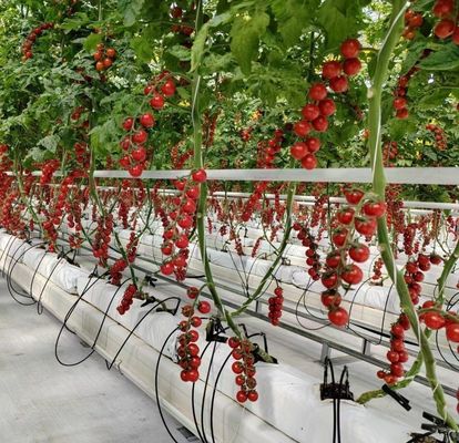 JX-H0062 Προσαρμόσιμο μέγεθος Υδροπονικό θερμοκήπιο καλλιέργειας αγγούρων για καλλιέργεια αγγούρων
