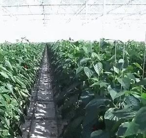 Χειροκηπίο με διπλό στρώμα Juxiang για την παραγωγή λουλουδιών
