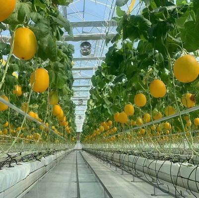 Χάλυβα δομή θερμοκήπιο για την παραγωγή πιπεριού με τη μέθοδο υδροπονικής καλλιέργειας